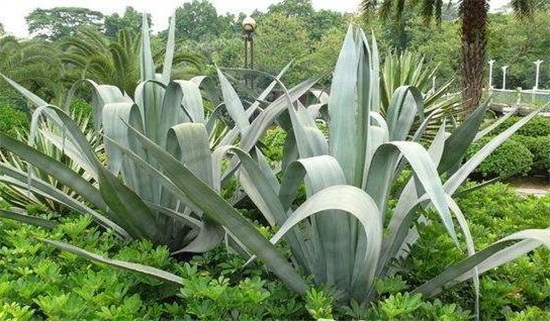 剑麻和凤尾兰的区别,五个方面准确辨别剑麻和凤尾兰