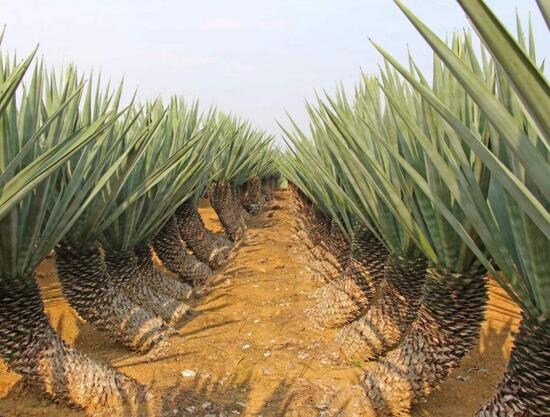 剑麻和凤尾兰的区别,五个方面准确辨别剑麻和凤尾兰