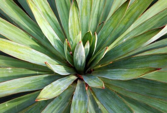 剑麻和凤尾兰的区别,五个方面准确辨别剑麻和凤尾兰
