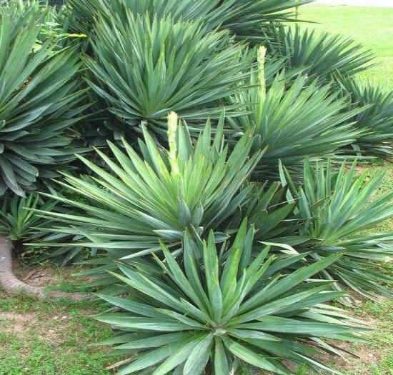 剑麻和凤尾兰的区别,五个方面准确辨别剑麻和凤尾兰