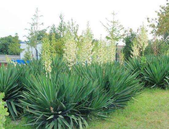 剑麻和凤尾兰的区别,五个方面准确辨别剑麻和凤尾兰