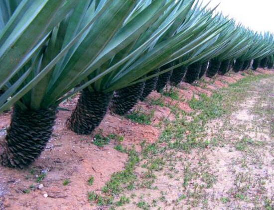 剑麻和凤尾兰的区别,五个方面准确辨别剑麻和凤尾兰