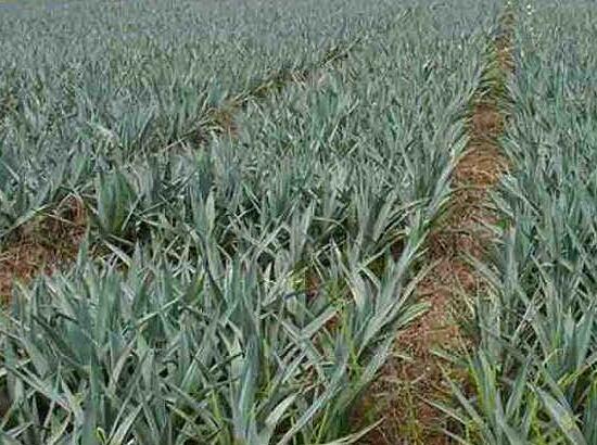 剑麻和凤尾兰的区别,五个方面准确辨别剑麻和凤尾兰