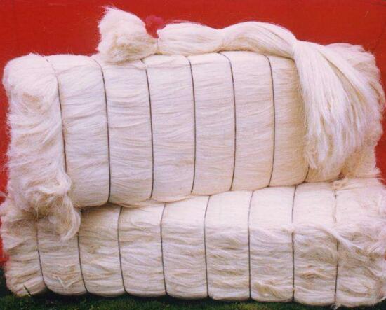 剑麻和凤尾兰的区别,五个方面准确辨别剑麻和凤尾兰