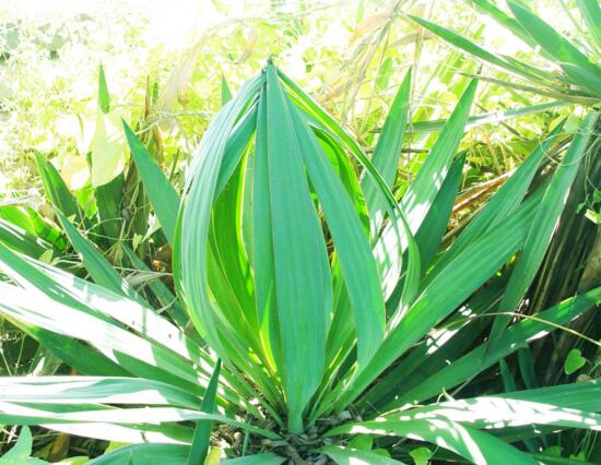 剑麻和凤尾兰的区别,五个方面准确辨别剑麻和凤尾兰