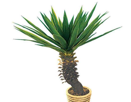 剑麻和凤尾兰的区别,五个方面准确辨别剑麻和凤尾兰