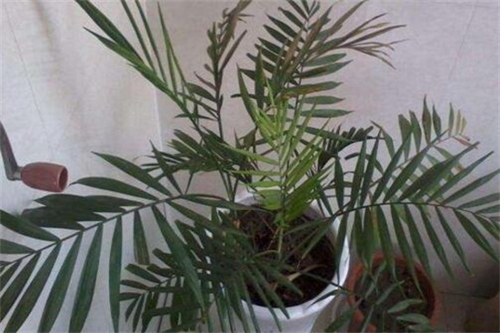 散尾葵烂根怎么救治,详解不同原因以及救治方法