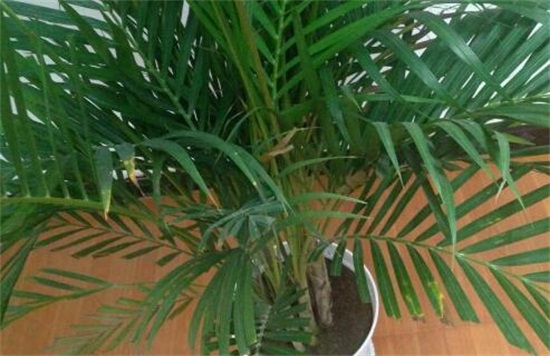 散尾葵烂根怎么救治,详解不同原因以及救治方法