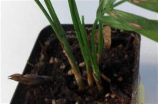 散尾葵烂根怎么救治,详解不同原因以及救治方法