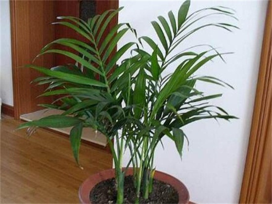 散尾葵烂根怎么救治,详解不同原因以及救治方法