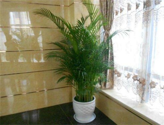 散尾葵烂根怎么救治,详解不同原因以及救治方法