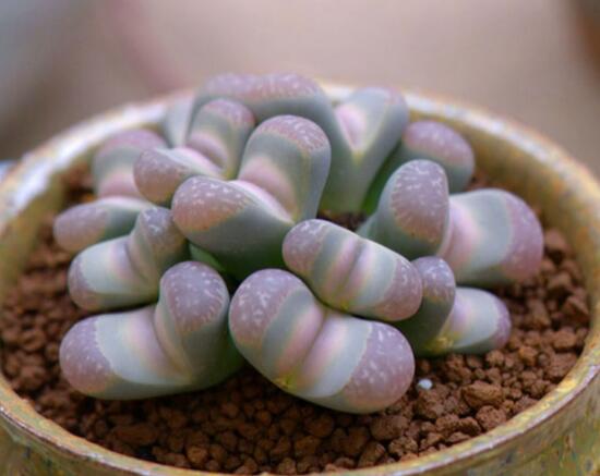 多肉生石花怎么繁殖,播种和分株两种繁殖都可以