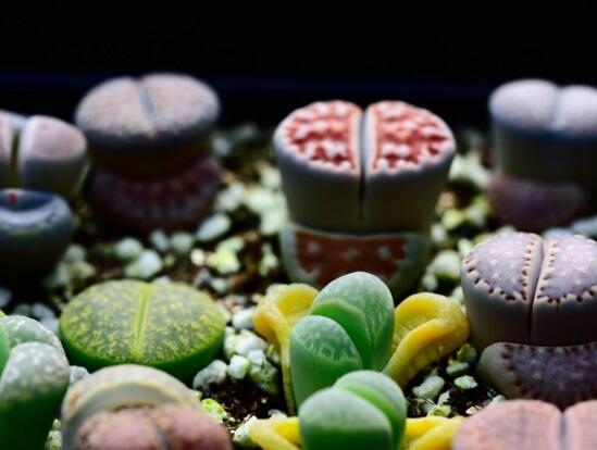 多肉生石花怎么繁殖,播种和分株两种繁殖都可以