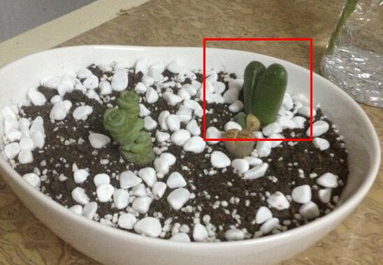 多肉生石花怎么繁殖,播种和分株两种繁殖都可以