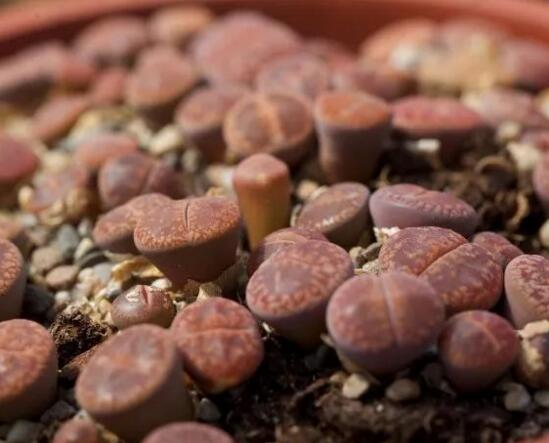 多肉生石花怎么繁殖,播种和分株两种繁殖都可以