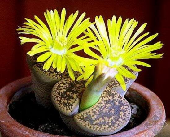 多肉生石花怎么繁殖,播种和分株两种繁殖都可以