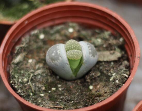 多肉生石花怎么繁殖,播种和分株两种繁殖都可以