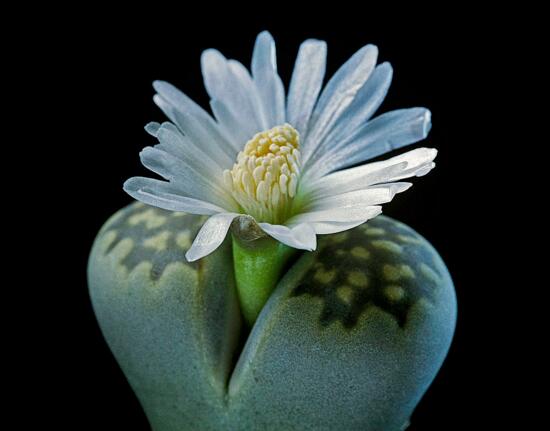 多肉生石花怎么繁殖,播种和分株两种繁殖都可以