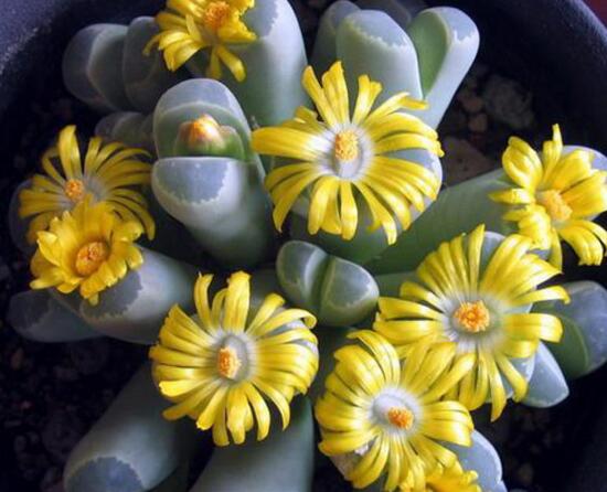 多肉生石花怎么繁殖,播种和分株两种繁殖都可以