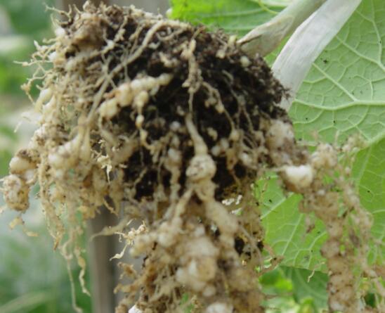 多肉生石花怎么繁殖,播种和分株两种繁殖都可以