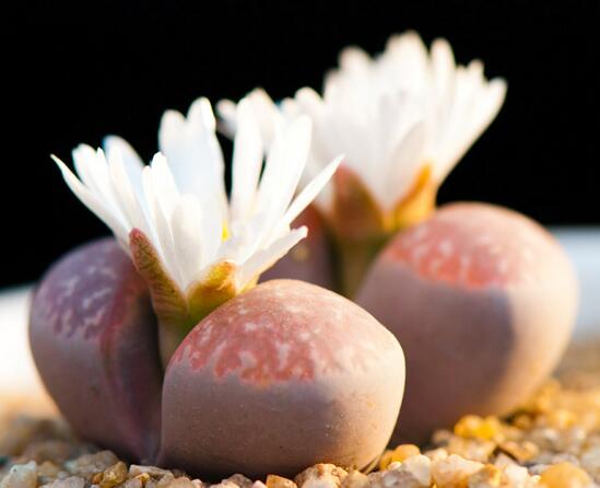 多肉生石花怎么繁殖,播种和分株两种繁殖都可以