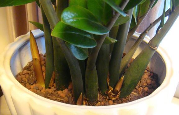 怎样让金钱树快长新芽,让金钱树快速长芽的四个小窍门