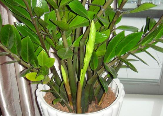 怎样让金钱树快长新芽,让金钱树快速长芽的四个小窍门