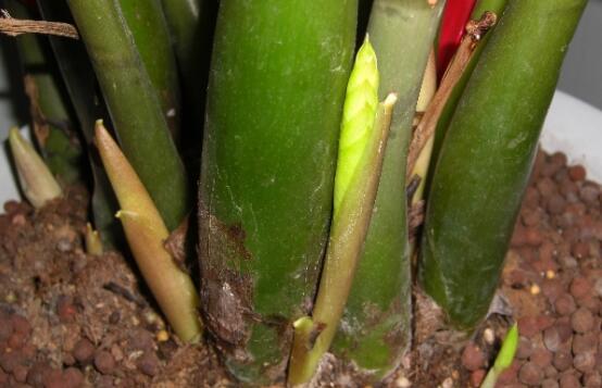 怎样让金钱树快长新芽,让金钱树快速长芽的四个小窍门