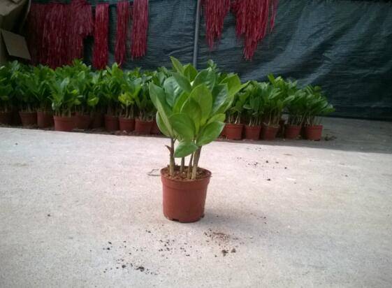 怎样让金钱树快长新芽,让金钱树快速长芽的四个小窍门