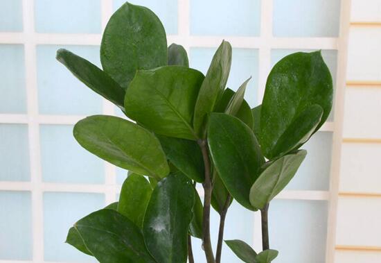 怎样让金钱树快长新芽,让金钱树快速长芽的四个小窍门