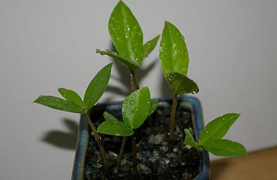 怎样让金钱树快长新芽,让金钱树快速长芽的四个小窍门