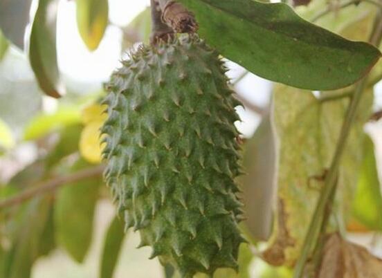 刺果番荔枝功效与作用,能延缓衰老治便秘还消除寄生虫