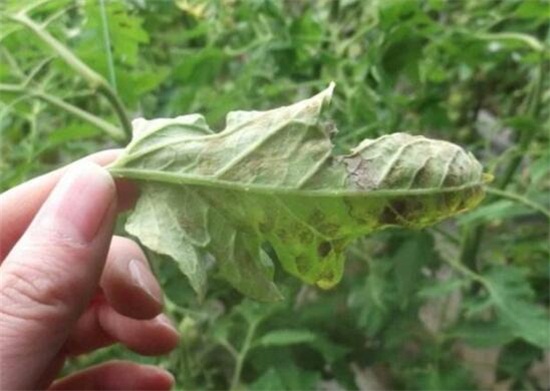 人参果的病害防治,手把手教你6种病害防治方法