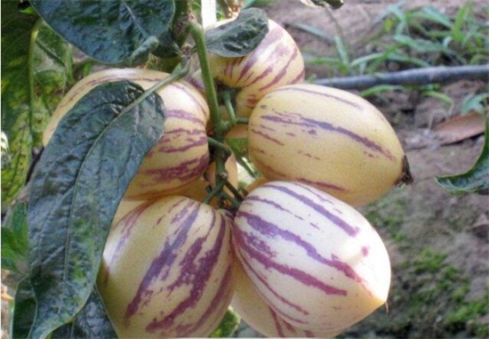 人参果的病害防治,手把手教你6种病害防治方法