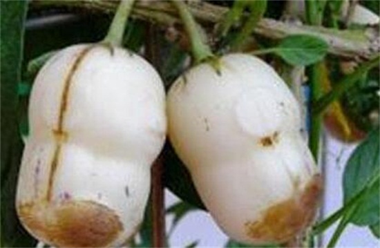 人参果的病害防治,手把手教你6种病害防治方法