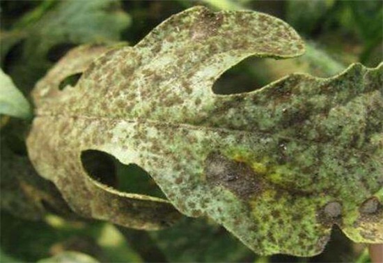 人参果的病害防治,手把手教你6种病害防治方法