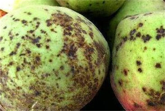 人参果的病害防治,手把手教你6种病害防治方法