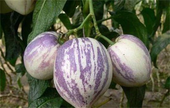 人参果的病害防治,手把手教你6种病害防治方法