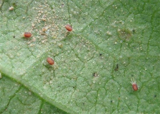 人参果的病害防治,手把手教你6种病害防治方法