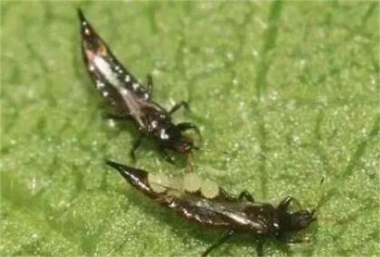 人参果的病害防治,手把手教你6种病害防治方法