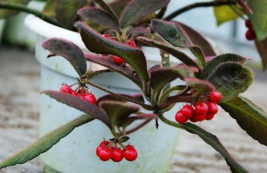 虎舌红的繁殖方式,播种扦插分根/最快两周长枝叶