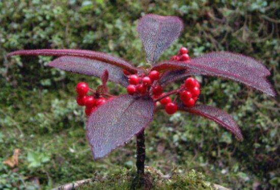 虎舌红的繁殖方式,播种扦插分根/最快两周长枝叶