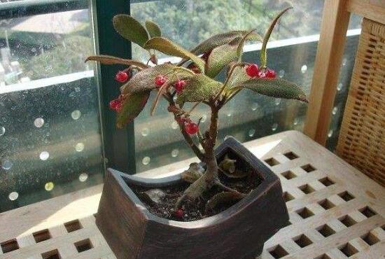 虎舌红的繁殖方式,播种扦插分根/最快两周长枝叶