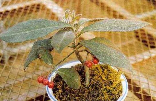 虎舌红的繁殖方式,播种扦插分根/最快两周长枝叶