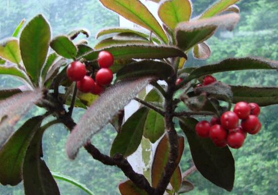 虎舌红的繁殖方式,播种扦插分根/最快两周长枝叶