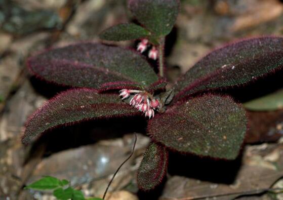 虎舌红的繁殖方式,播种扦插分根/最快两周长枝叶