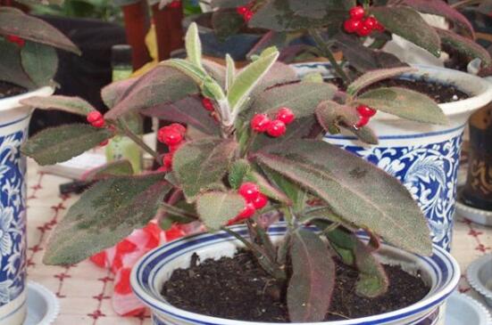 虎舌红的繁殖方式,播种扦插分根/最快两周长枝叶