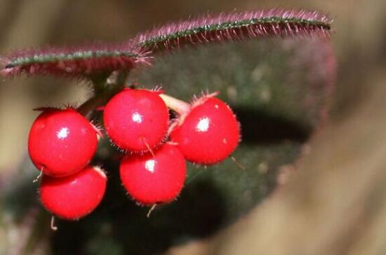 虎舌红的繁殖方式,播种扦插分根/最快两周长枝叶