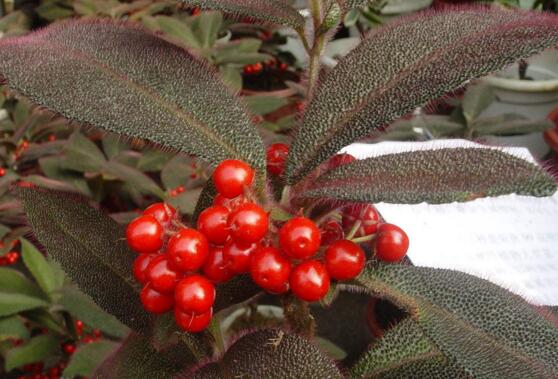 虎舌红的繁殖方式,播种扦插分根/最快两周长枝叶