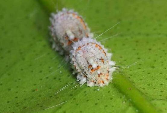 虎舌红的繁殖方式,播种扦插分根/最快两周长枝叶